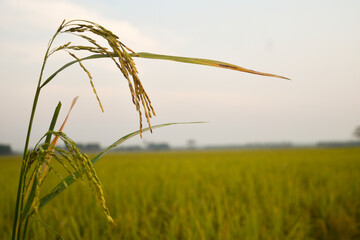 Paddy Field Stock Photos sunsets