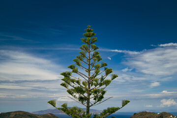 Pine tree against blue sky