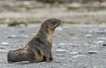 junger antarktischer Seebär / antarktische Pelzrobbe  (Arctocephalus gazella) in Südgeorgien in seiner natürlichen Umgebung