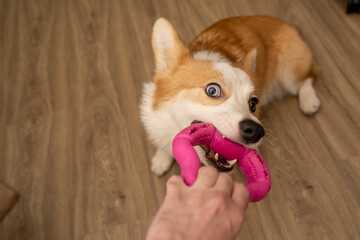 A game of tug with the owner. Dog with a toy.чя