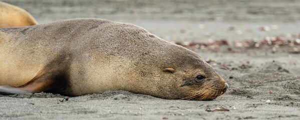 junger antarktischer Seebär / antarktische Pelzrobbe  (Arctocephalus gazella) in Südgeorgien in seiner natürlichen Umgebung