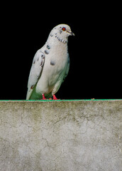 Portrait images of a beautiful white pigeon with natural view background, selective focus images.