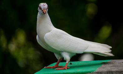 Portrait images of a beautiful white pigeon with natural view background, selective focus images.
