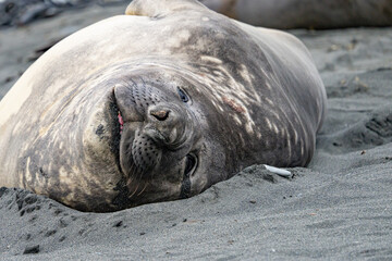 Südgeorgien – Wo sich Königspinguine und See-Elefanten gute Nacht sagen - Südlicher See-Elefant
(Mirounga leonin) liegt entspannt am Ufer im Sand