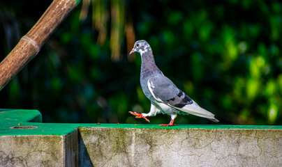 Portrait images of a beautiful white pigeon with natural view background, selective focus images.