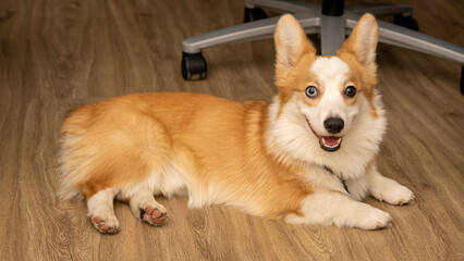 Corgi dog lies on the floor. Joyful smiling dog.