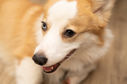 Portrait of a beautiful purebred Corgi dog.