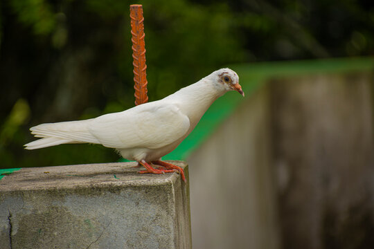 Portrait images of a beautiful white pigeon with natural view background, selective focus images.
