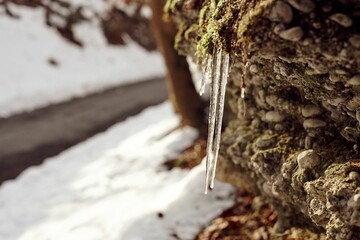 Closeup of a sap hanging from tree snow blurred background - obrazy, fototapety, plakaty