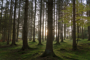 Obraz premium mystischer Wald