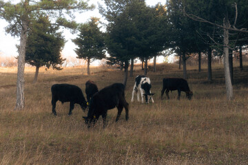 Cows in forests of Georgia.