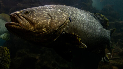 The Giant grouper fish in the dark sea