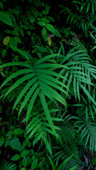 Naklejka na ściany i meble Fresh Green leaves texture for nature background and design,foliage nature background