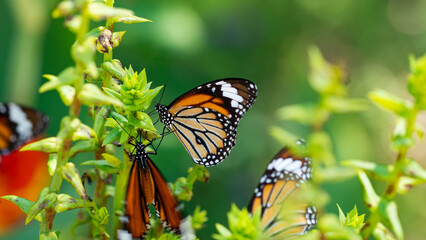 Butterfly on leaf in nature,Beautiful butterfly on the flower,butterfly in rainforest nature in the rays of sunlight summer in the spring background