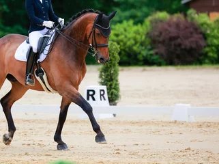 Poster Horse dressage in step with rider with raised front leg, detail of horse forehand.. © RD-Fotografie