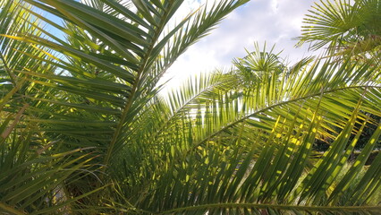 Fototapeta na wymiar Park-Grün-Natur-Palmen-Bäume-Pflanzen-Blumen-Wolken-Sonne
