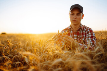Man touching wheat spikelets in field. Farmer with ears of wheat in a wheat field. Harvesting. Agro business.