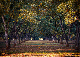 autumn in a Perry , Georgia pecan tree grove or orchard - obrazy, fototapety, plakaty