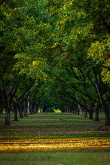 autumn on GA pecan orchard front lit and dark in background with rows of trees into the distance in...