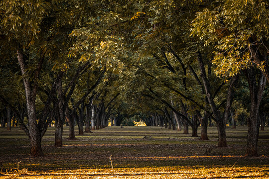 beautiful Georgia southern Pecan trees grove or orchard rows in background fading into distance during sunset