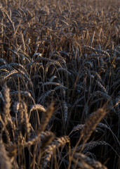 wheat field before harvest in the rays of the setting sun