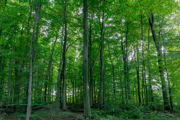Fototapeta na wymiar Eco environment concept, Selective focus of tree trunks in the wood, Summer landscape with green leaves forest in countryside, Nature pattern, Greenery background.