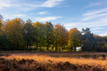 Beautiful Autumn forest in countryside of Netherlands, Yellow, Orange and green leaves on the trees with blue sky and white clouds, Colourful wood in fall season with red brown leaf, Nature background