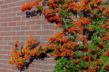 Selective focus of ripe red orange berries of Pyracantha coccinea on brick wall in garden, Pyracantha is a genus of large, Thorny evergreen shrubs in the family Rosaceae with common names firethorn. © Sarawut