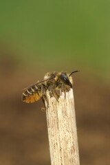 Closeup on a female of the common Patchwork leafcutter bee, Megachile centuncularis