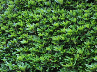 green leafy background