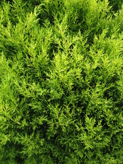 Evergreen Background