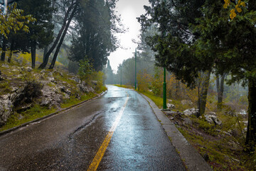 A very beautiful road through the forest during the rain. 