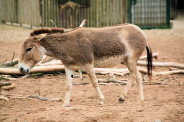 A view of a Wild Horse