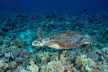 Fototapeta na wymiar Turtle on a reef in the Red Sea