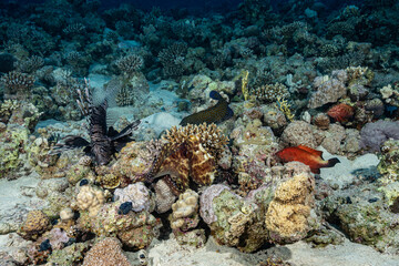 Fototapeta na wymiar Octopus surrounded by fish on a reef in the Red Sea