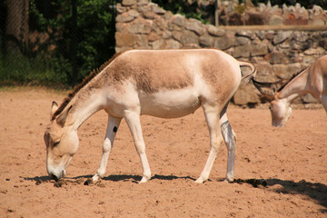 A view of a Wild Horse
