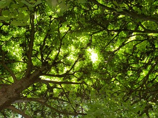 green leaves and sun in the park 