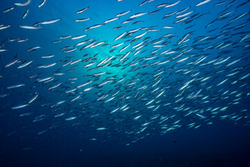 Fototapeta na wymiar Scool of fish with blue background