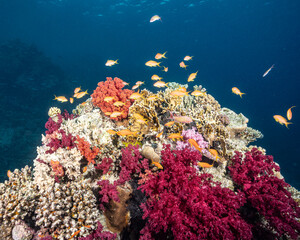 Fototapeta na wymiar Beautiful reef block with Anthias in the Red Sea
