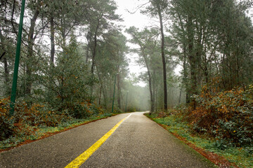 A very beautiful road through the forest during the rain. 