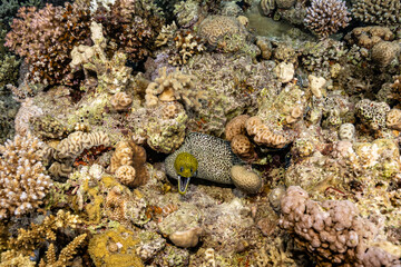 Moray eel hidden in a coral reef in the Red Sea