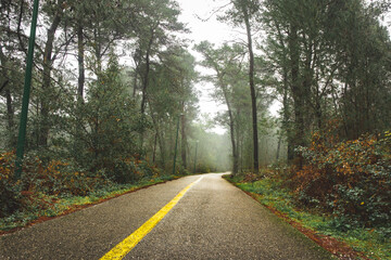 Fototapeta na wymiar A very beautiful road through the forest during the rain. 