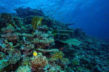 Fototapeta na wymiar Coral garden in the Red Sea