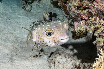Porcupine fish on a reef in the Red See