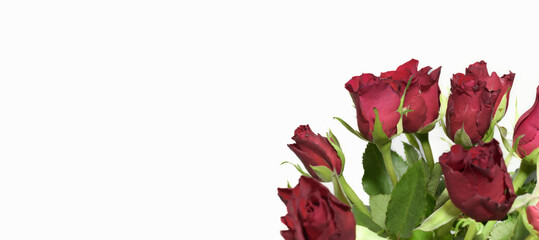 Banner of red roses. Simple bouquet with red roses on a white background. copy space