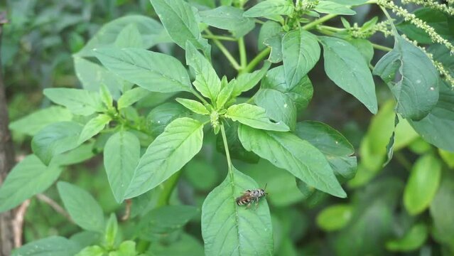 Insects that perch on spinach plants