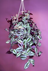Tradescantia zebrina plant against pink background. Colorful home plant with purple leaves. Home...