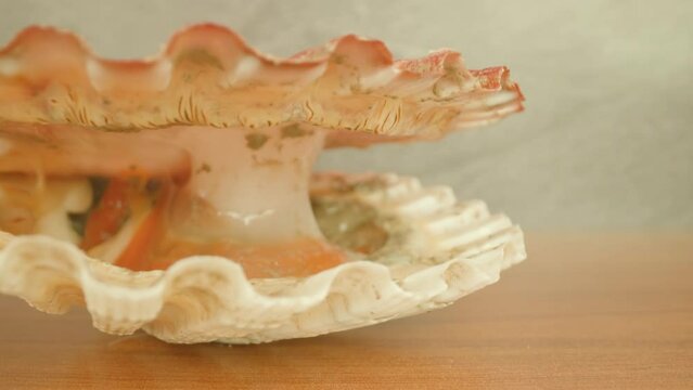 Live spotted bivalve scallop mollusk with pink-colored open shell lies on wooden table surface in light studio extreme closeup push in