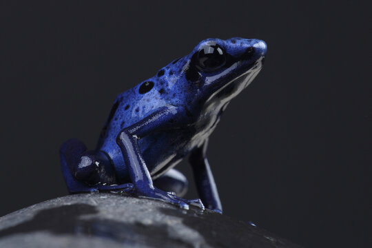 A Blue Poison Dart Frog on a rock against a black background
