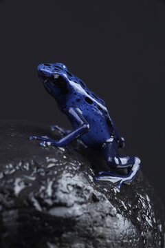 A Blue Poison Dart Frog on a rock against a black background
